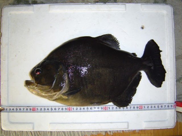 ブラックピラニア 32cm